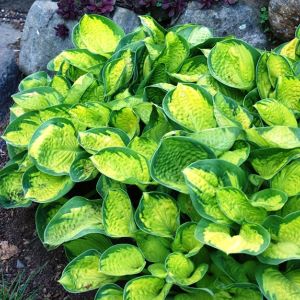 Hosta